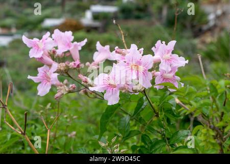 Primo piano di una bignonia rosa, Podranea ricasoliana Foto Stock