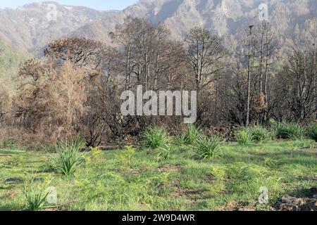 Alberi carbonizzati sull'isola delle Canarie di Tenerife dopo gli incendi boschivi del 2023 Foto Stock