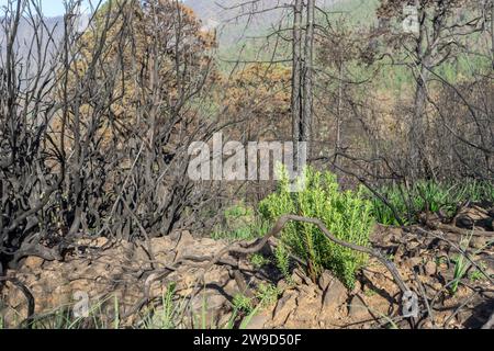 Alberi carbonizzati sull'isola delle Canarie di Tenerife dopo gli incendi boschivi del 2023 Foto Stock