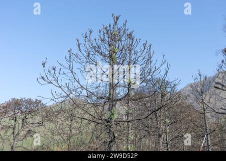 Alberi carbonizzati con una nuova crescita sull'isola delle Canarie di Tenerife dopo gli incendi boschivi del 2023 Foto Stock