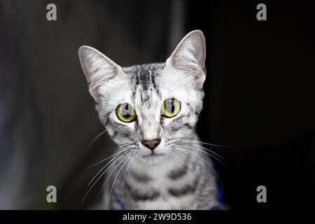 Ritratto del gattino mau egiziano da vicino a casa Foto Stock