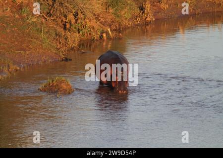 Un ippopotamo si trova in un corpo d'acqua, esplorando l'area alla ricerca del suo prossimo pasto. Foto Stock