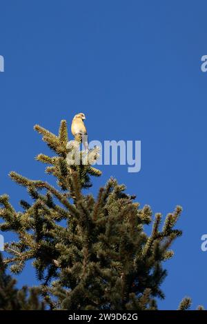 Una croce gialla, femminile (loxia curvirostra) è arroccata in alto sulla cima di un albero nella regione dolomitica dell'Italia. Cielo blu. Foto Stock
