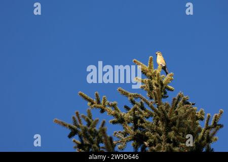 Un mirino giallo femminile (loxia curvirostra) si trova in cima ad una conifera soffiata dal vento nella regione dolomitica italiana. Foto Stock