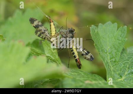 Primo piano naturale su due mosche dello Scorpione, Panorpa vulgaris, che si nutrono di una mosca catturata in una ragnatela Foto Stock