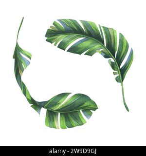 La palma di banana tropicale lascia un verde brillante e succoso. Illustrazione botanica ad acquerello disegnata a mano. Insieme di elementi isolati su sfondo bianco. Foto Stock