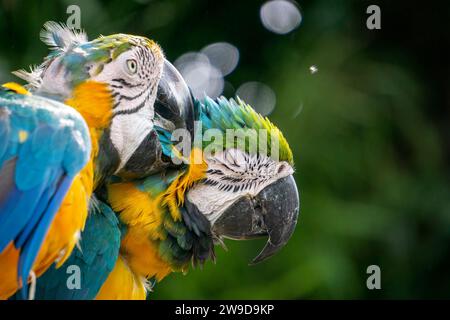 Due pappagalli blu e gialli nella giungla. Foto di alta qualità Foto Stock