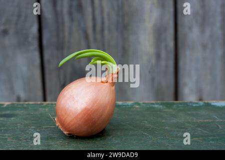 ravvicinare il bulbo di cipolla giallo con germogli verdi su sfondo di legno. Cipolla germogliata per la semina in primavera. Natura morta vegetale. Copia spazio Foto Stock