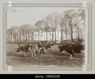 Uomini latte mucche in un prato sul Kalfjeslaan vicino ad Amsterdam, Folkert Idzes de Jong, c. 1905 - c. 1907 Fotografia parte di album topografico di villaggi e città olandesi 1905. Supporto fotografico per la mungitura del vitello (+ uomini (operai)). bestiame. prato, pascolo (+ paesaggio con figure, personale). lane, vicolo. Farmers Calf Foto Stock