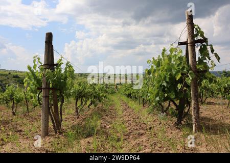 Filari dritti di vigne in azienda, sullo sfondo del cielo nuvoloso e sull'orizzonte di campi verdi Foto Stock