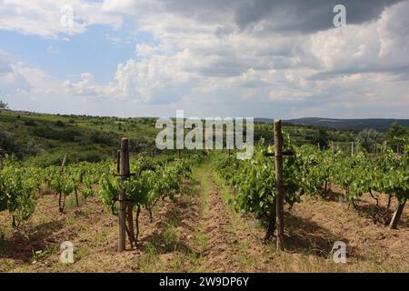 Filari dritti di vigne in azienda, sullo sfondo del cielo nuvoloso e sull'orizzonte di campi verdi Foto Stock