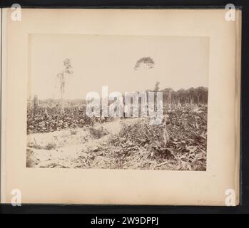 Servitori cinesi in un campo di tabacco, presumibilmente a Langkat, Sumatra, 1890 - 1900 Fotografia questa foto fa parte di un album. Supporto fotografico di Sumatra (possibilmente). piantagione stampata con albumi di cartone. tabacco. Classe operaia, operai Sumatra Foto Stock