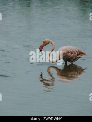 Un fenicottero solitario che si nutre e si riflette in una tranquilla laguna a Isla Isabela, Galapagos, Ecuador. Foto Stock