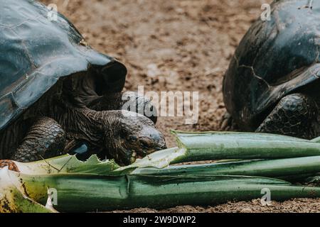 Due tartarughe giganti delle Galapagos mangiano piante verdi su Isla Isabela, Galapagos, Ecuador, mostrando il loro comportamento nutrizionale e le loro texture uniche. Foto Stock