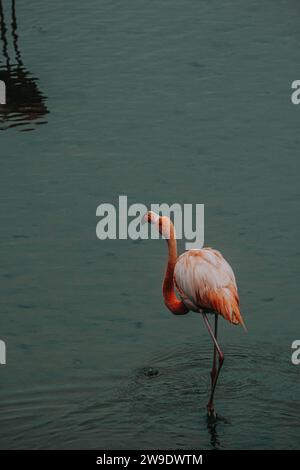 Un fenicottero solitario che si nutre e si riflette in una tranquilla laguna a Isla Isabela, Galapagos, Ecuador. Foto Stock