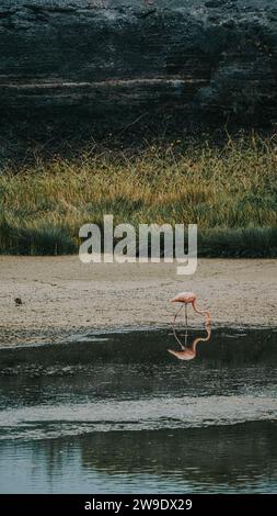 Un fenicottero solitario che si nutre e si riflette in una tranquilla laguna a Isla Isabela, Galapagos, Ecuador. Foto Stock