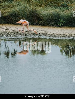 Un fenicottero solitario che si nutre e si riflette in una tranquilla laguna a Isla Isabela, Galapagos, Ecuador. Foto Stock