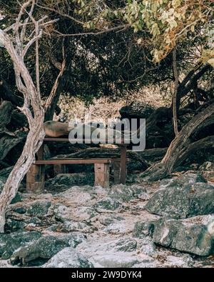 Leone marino che riposa su una panchina all'ombra degli alberi sull'isola di San Cristobal, Galapagos, Ecuador Foto Stock