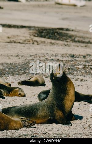 Un leone marino si crogiola al sole sulle coste sabbiose dell'isola di San Cristobal, Galapagos, Ecuador Foto Stock