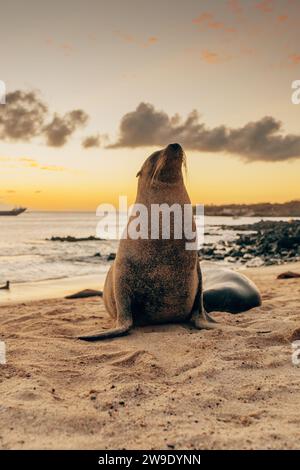 Leone marino che si crogiola nel bagliore del tramonto sulla spiaggia di San Cristobal Island, Galapagos, Ecuador. Foto Stock