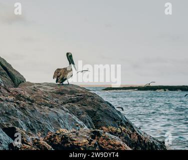 Pellicani bruni arroccati sulle formazioni rocciose a strati uniche di Punta Pitt, Galapagos, Ecuador. Foto Stock