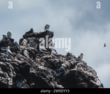 Nazca Booby arroccato su rocce sulla costa di Punta Pitt a San Cristobal, Galapagos Foto Stock