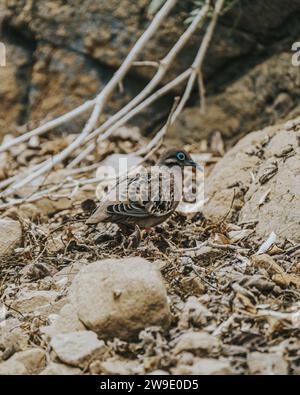 Primo piano di una colomba delle Galapagos che si forgia sul terreno nelle Isole Galapagos, Ecuador Foto Stock