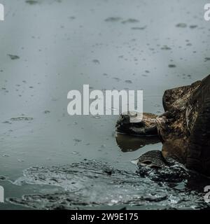 Tartaruga gigante delle Galapagos nelle Isole Galapagos, Ecuador Foto Stock