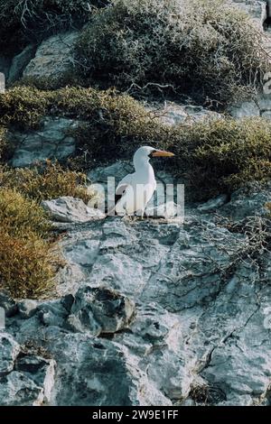 Nazca Booby arroccato su rocce sulla costa di Punta Pitt a San Cristobal, Galapagos Foto Stock