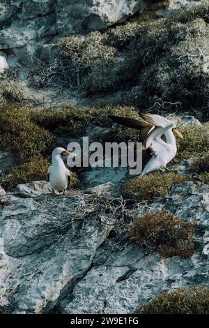 Nazca Booby arroccato su rocce sulla costa di Punta Pitt a San Cristobal, Galapagos Foto Stock