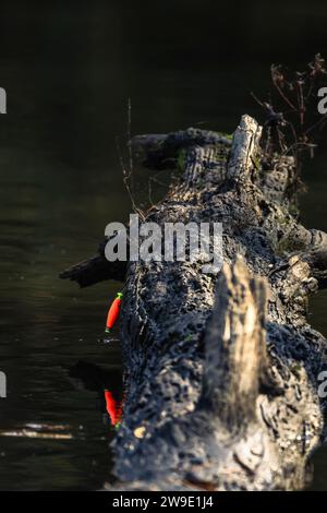 Un bobber per la pesca all'arancio o un galleggiante appeso a un ramo di albero caduto in acqua su un lago o un fiume calmo Foto Stock