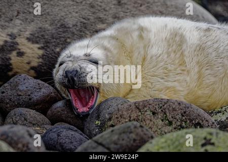 Foca grigia (Halichoerus grypus) cucciolo di cappotto bianco su sbadiglio di spiaggia di ciottoli. Foto Stock