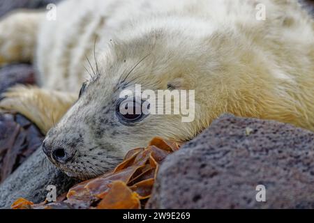 Sigillo grigio (Halichoerus grypus) cucciolo con rivestimento bianco appoggiato sulle rocce. Foto Stock