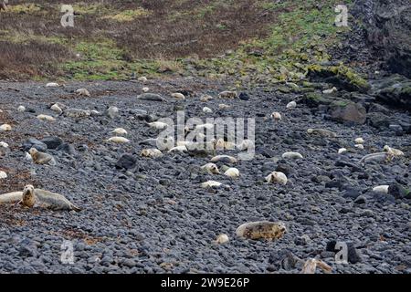 Colonia di foche grigie (Halichoerus grypus) sulla spiaggia di ciottoli. Foto Stock