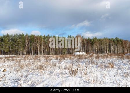 Foresta di pini e salici ricoperta di neve in una giornata gelida nel centro della Polonia, cielo blu visibile. Foto Stock