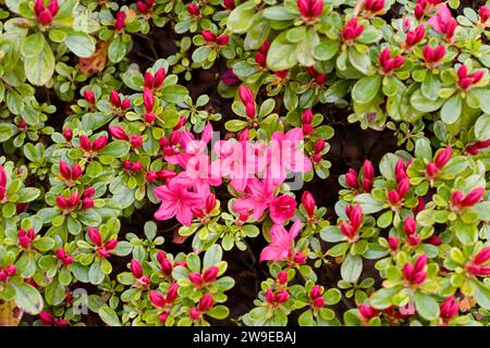 Azalee, Rhododendron indicum Foto Stock