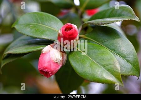 Camelia, Camellia japonica Foto Stock