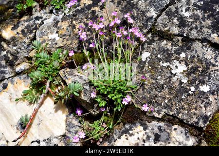 Il balsamo alpino (Erinus alpinus) è un'erba perenne originaria dell'Europa meridionale e centrale. Questa foto è stata scattata a Babia, provincia di Leon, Foto Stock