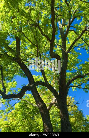 Albero di noce, Firenze Griswold Museum, Connecticut Foto Stock