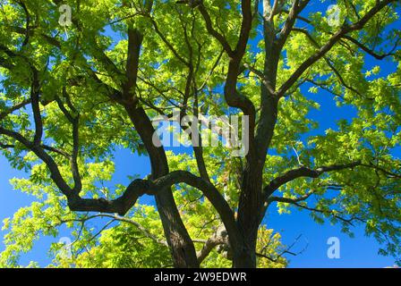 Albero di noce, Firenze Griswold Museum, Connecticut Foto Stock