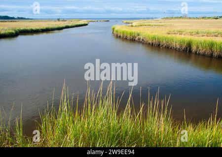 Acqua di sale palude, granaio Island Wildlife Management Area, Connecticut Foto Stock