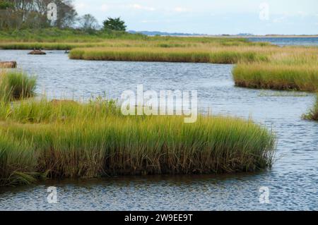 Acqua di sale palude, granaio Island Wildlife Management Area, Connecticut Foto Stock