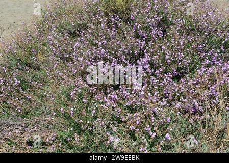 Il Salado (Limoniastrum monopetalum) è un arbusto halophyte originario delle coste del bacino del Mediterraneo, della penisola iberica meridionale, del Delta del Ebro, del Sardin meridionale Foto Stock