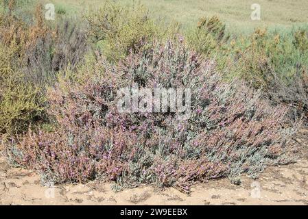 Il Salado (Limoniastrum monopetalum) è un arbusto halophyte originario delle coste del bacino del Mediterraneo, della penisola iberica meridionale, del Delta del Ebro, del Sardin meridionale Foto Stock