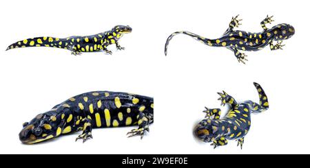 Salamandra tigre orientale selvatica maschile - Ambystoma tigrinum tigrinum - macchie nere e luminose di giallo limone con la testa in alto. Florida centro-settentrionale V Foto Stock