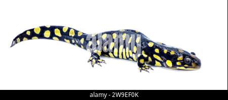 Salamandra tigre orientale selvatica maschile - Ambystoma tigrinum tigrinum - macchie nere e luminose di giallo limone con la testa in alto. Florida centro-settentrionale V Foto Stock