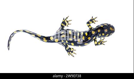 Salamandra tigre orientale selvatica maschile - Ambystoma tigrinum tigrinum - macchie nere e luminose di giallo limone con la testa in alto. Florida centro-settentrionale V Foto Stock