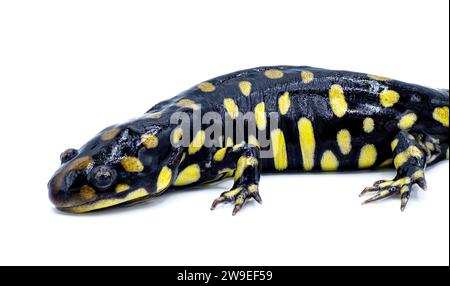 Salamandra tigre orientale selvatica maschile - Ambystoma tigrinum tigrinum - macchie nere e luminose di giallo limone con la testa in alto. Florida centro-settentrionale V Foto Stock