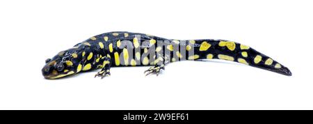 Salamandra tigre orientale selvatica maschile - Ambystoma tigrinum tigrinum - macchie nere e luminose di giallo limone con la testa in alto. Florida centro-settentrionale V Foto Stock