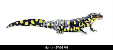 Salamandra tigre orientale selvatica maschile - Ambystoma tigrinum tigrinum - macchie nere e luminose di giallo limone con la testa in alto. Florida centro-settentrionale V Foto Stock